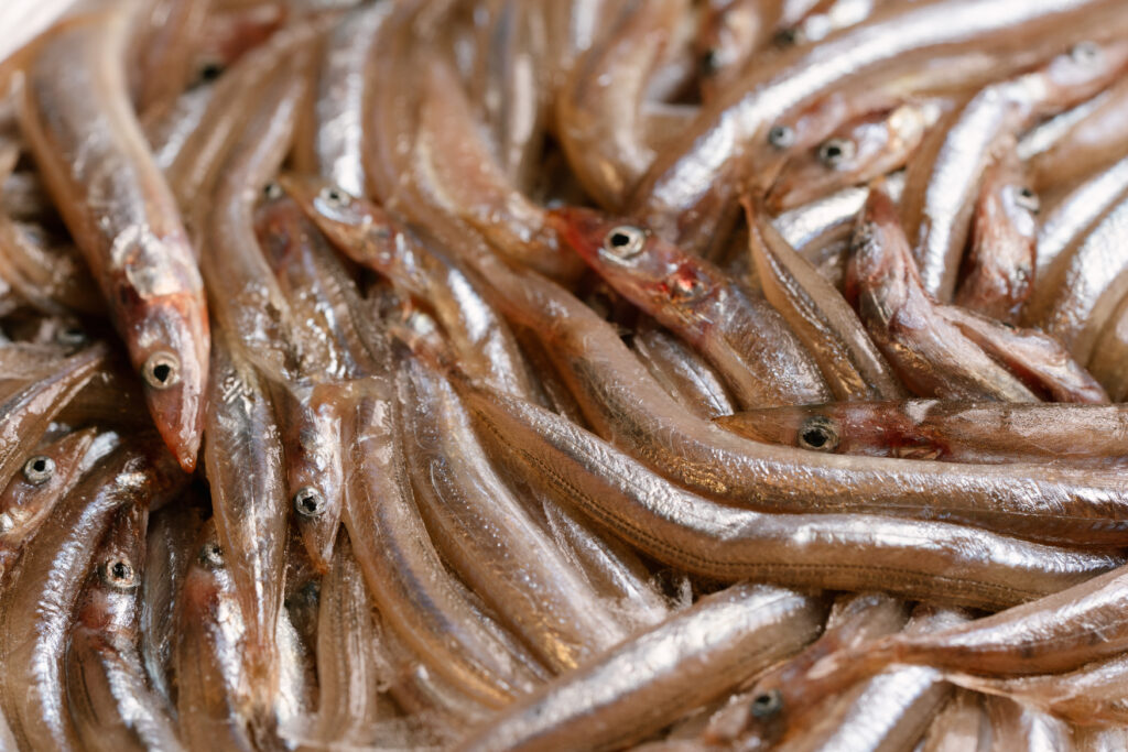 pescado