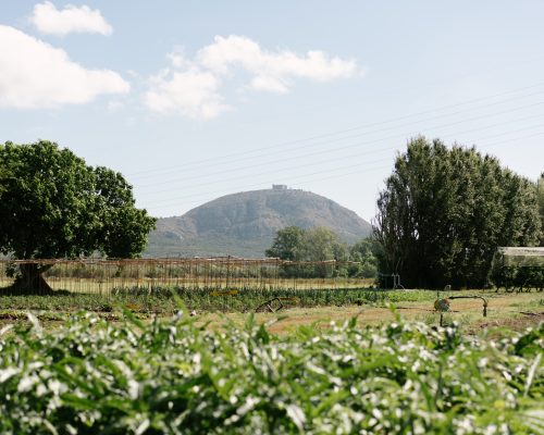 huerto